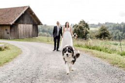 Hund läuft vor Brautpaar
