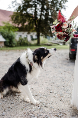 Hund schnüffelt an Brautstrauß von Ganz Unverblümt