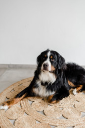 Franzis Hund Monty von Ganz Unverblümt im Studio Steinach