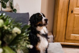 Hund des Brautpaares Monti ist nervös vor der Hochzeit